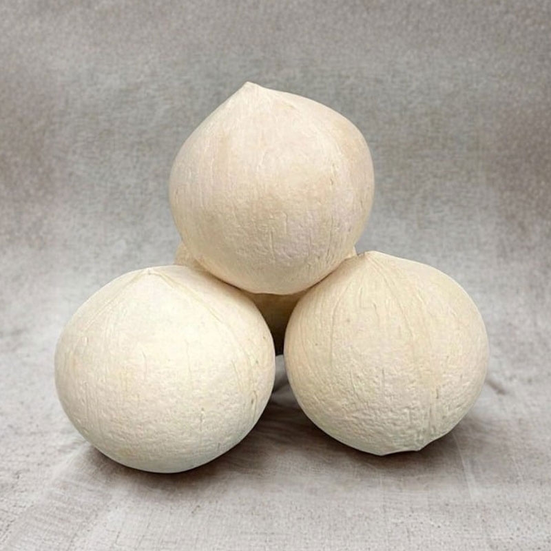 Tien Loi Siamese Coconut Size M (500g up)